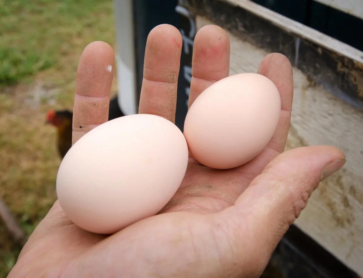 Chickin Gandeng Universitas Ternama untuk Riset Pakan Alternatif